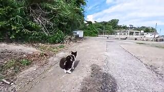 I followed a cat I met at the harbor...and was greeted by its entire family!