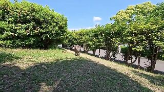 A cat in the park came lumbering over from behind the bushes.