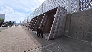 I'm releasing a compilation of previously unreleased cat videos I filmed this week. 11