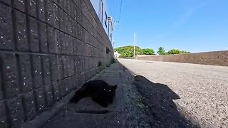 I petted a black cat that was sleeping by the side of the road...and it started rolling around and cuddling, which was just too cute.