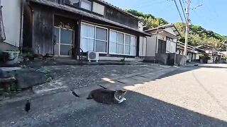 woof woof cat 2