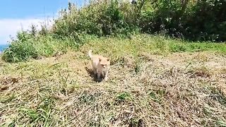 A cat living alone at a viewpoint with a spectacular view is extremely affectionate.