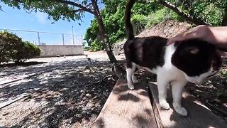 If you sit on a bench on Cat Island, cats will gather around you and surround you.