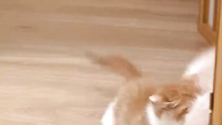 Cute  cat reaction ????