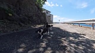 Island cats walking side by side