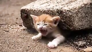 ???????? This Little Kitten Just Needed Food & Care