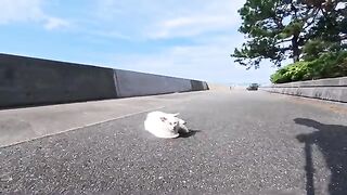 The cat that always greets me whenever I see it was napping by the sea today.