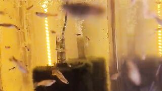 Aquarium 13