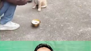 doggy 2