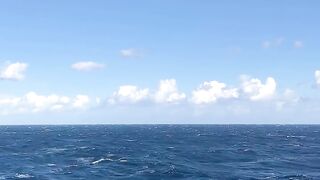 Your daily dose of vitamin SEA 2