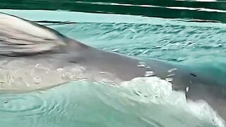সাঁতার কেটে মাছ ধরবে#foryou #viralvideo #