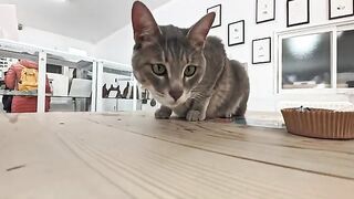 It's not a cat cafe, but it's a cafe with cats, and the cat that kept interrupting me while I was drinking my coffee was just too cute.