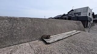 I petted a tabby cat that was sleeping near the harbor.