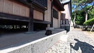 I went to a shrine that was deserted during the long weekend and found a friendly black cat there.
