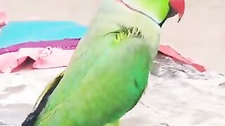 video u see 231