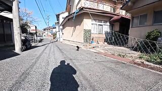 I met this cat in an alley near the fishing port on Cat Island. I hesitated to approach it at first sight... but that first step was just too cute.