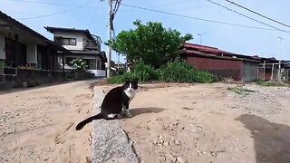 The island's Western-style restaurant has two resident cats: one shy and the other very affectionate.