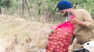 monkey#