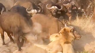 buffalo and Lion fight