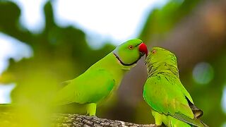 ✨ Romantic Birds in the Green Forest | সবুজ বনে রোমান্টিক পাখি