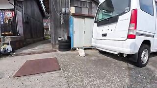The area in front of the island's liquor store was a cat paradise... I was so happy to see them all gathered there before I even realized it.