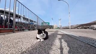 First cat spotted! It stretches out when you pet it, so cute!