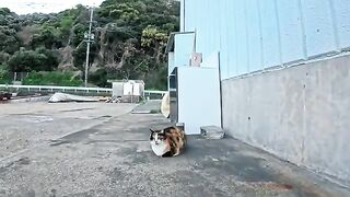 A calico cat at the fishing port rolls over the moment you pet it... so affectionate it's adorable.
