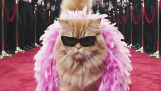 Cats on the Runway: Spectacular Pet Cat Exhibition and Ramp Show