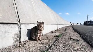 A cat sitting by the roadside on Cat Island seemed to enjoy being petted on the throat. 2