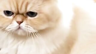 A Fluffy Persian Cat