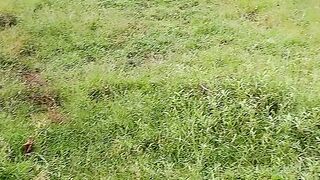 সবুজে ভরা ঘাস