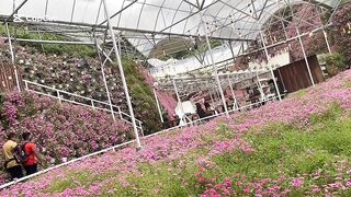Flowers garden