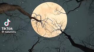 Moon Night 3
