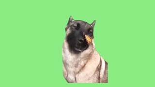Dog effact