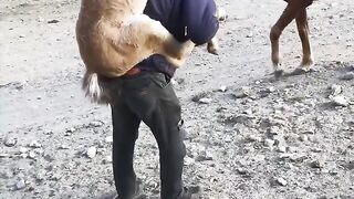 ????????????????horse fanny