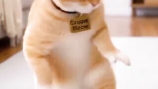 This is what happens when Oyen starts to know Chinese salt #sioyen #videoviral #cutecat