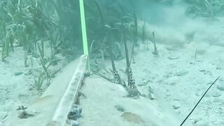 The best trick for catching lobster