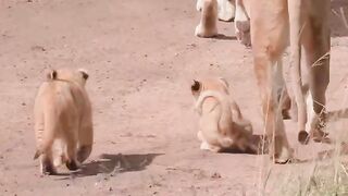 Animals Lover