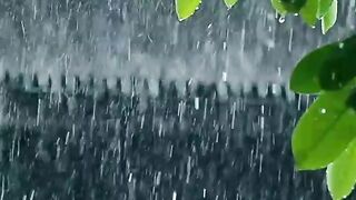 Video 663