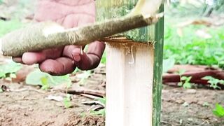 Good ideas and bamboo trap