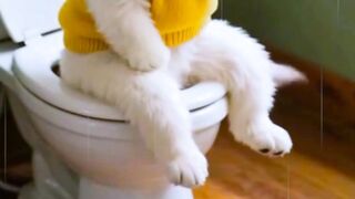 Funny cute animals video 6????????