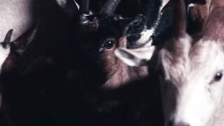 JHAYCO - SCORPIO