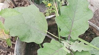 বাগান বিলাস 2
