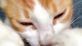 The Best cat