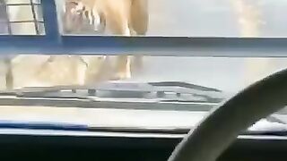 রয়েল