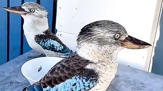 Strange kookaburra