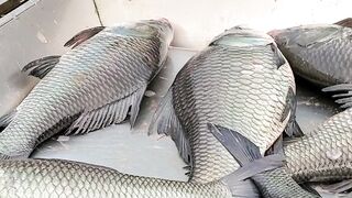 পাইকারি দামে রুই মাছ বিক্রি করা