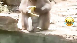 Funniest Animal Moments That Went Viral On TikTok! ????????