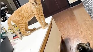 Sneaky Cats! Funniest Cat Pranks & Dramatic Reactions ????✈️
