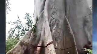 menegang pohon yang berusia 1.500 tahun